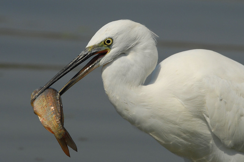 Aigrette garzette.jpg